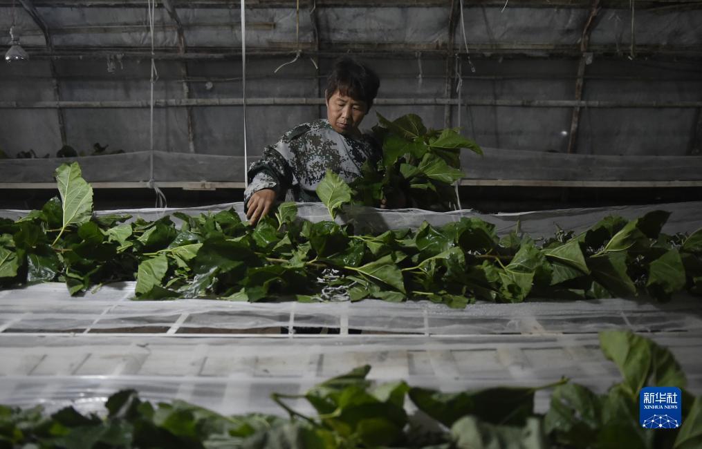 捕鱼游戏网络版